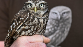 Kraj posiluje ochranu kriticky ohrožených sýčků