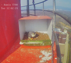 Sokoli zahájili novou hnízdní sezónu na komínech