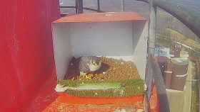 Sokoli zahájili novou hnízdní sezónu na komínech