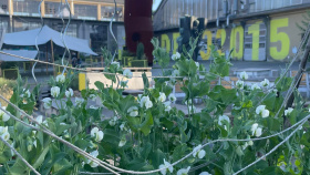 Komunitní zahrada Pěstírna DEPO v Plzni hledá nové zahradníky