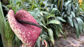 Ďáblův jazyk i mrtvý kůň v teplické Botance