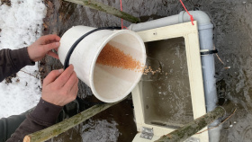 Vodohospodáři instalovali inkubační boxy s jikrami pstruhů na Frýdlantsku
