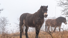 V Českém ráji vzniká nová rezervace divokých koní