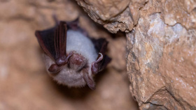 Kniha Naši netopýři přibližuje tajemné létající savce včetně aktuálních datKniha Naši netopýři přibližuje tajemné létající savce včetně aktuálních dat