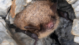 Tipy na výlet: Javoříčští netopýři se probudí zítra, mladečtí letouni 5. dubna