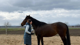 V Česku je registrovaných více než 110 tisíc koní. Roste zájem o kroužky jezdectví