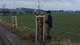V obnovené aleji jsou kromě jeřábu ptačího zasazeny i dva druhy jabloní, na novou zeleň přispěla obci Nadace ČEZ