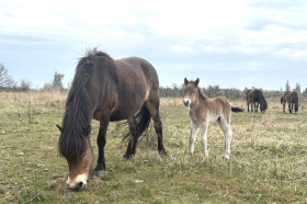 Kliknutím zvětšíte obrázek