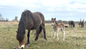 V milovické rezervaci se narodila první letošní hříbata