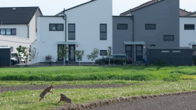 Výzva: O víkendu foťte přírodu kolem sebe a zapojte se do City Nature Challenge 2026