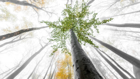 Jizerskohorské bučiny jsou pátým rokem na Seznamu světového dědictví UNESCO