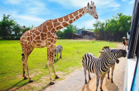 Zoo ve Dvoře Králové slaví osmdesáté narozeniny