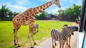 Zoo ve Dvoře Králové slaví osmdesáté narozeniny
