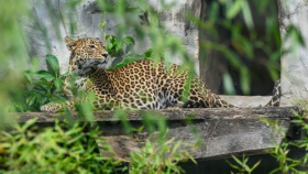 V ústecké zoo je opravená hala v pavilonu šelem, chystají se další změny