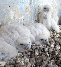 Sokolí farma Skupiny ČEZ: Letos se do světa rozletí 22 mláďat Kliknutím zvětšíte obrázek