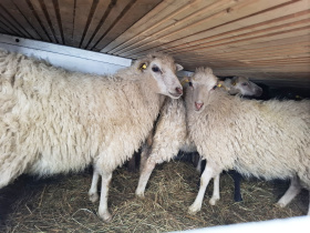 Město vrátilo na Ještěd ovce. Budou pečovat o horské louky a podpoří biodiverzitu Kliknutím zvětšíte obrázek
