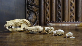Národní muzeum získalo unikátní sbírku 780 savců z Nové Guineje