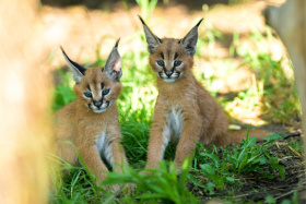 V pražské zoo se narodili dva karakalové. Od mámy mají drsnou školu