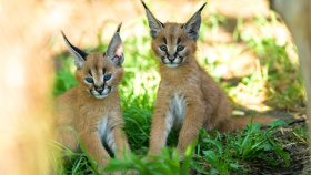 V pražské zoo se narodili dva karakalové. Od mámy mají drsnou školu
