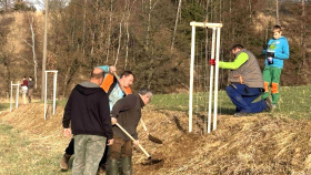 Uzávěrka podzimního kola grantu Stromy se blíží, posledním dnem příjmu žádostí je 31. červenec
