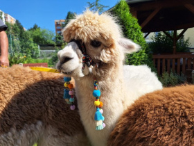 Jak ústecká zoo pomáhá zvířatům zvládat vysoké teploty Kliknutím zvětšíte obrázek