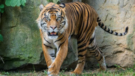Tygr sumaterský z německého Krefeldu míří do brněnské zoo. Zahrada usiluje o obnovení chovu