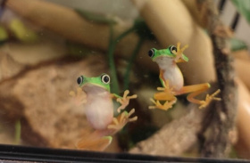 Historický úspěch Zoo Liberec Kliknutím zvětšíte obrázek