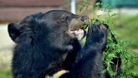Zoo Chleby vybuduje záchranné centrum pro chladnomilné šelmy