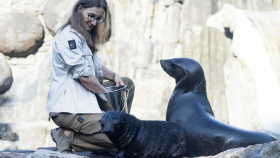 Pražská zoo chce nabrat desítky lidí a zvýšit platy. Zaměstnancům nabídne psychologa