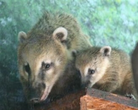 Kliknutím zvětšíte obrázek