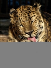 Kliknutím zvětšíte obrázek