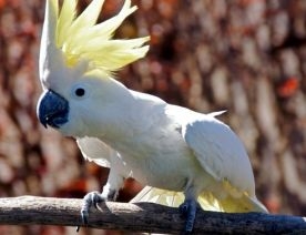 Kliknutím zvětšíte obrázek