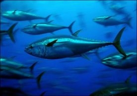 Kliknutím zvětšíte obrázek