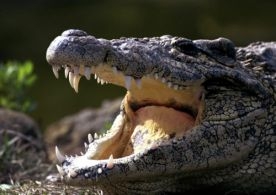 Kliknutím zvětšíte obrázek