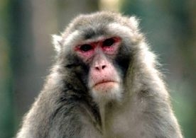 Kliknutím zvětšíte obrázek