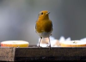 Kliknutím zvětšíte obrázek